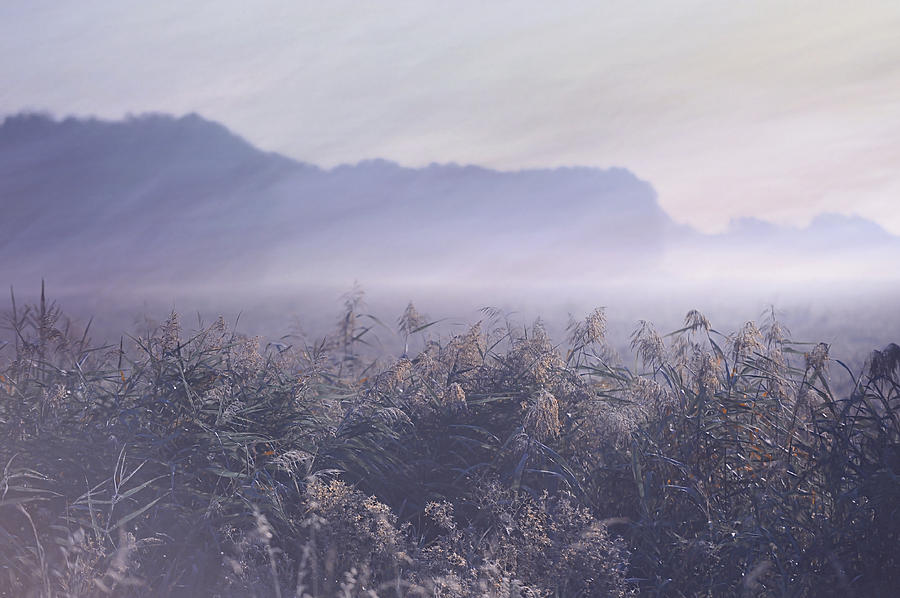 Misty Fields Photograph by Jenny Rainbow
