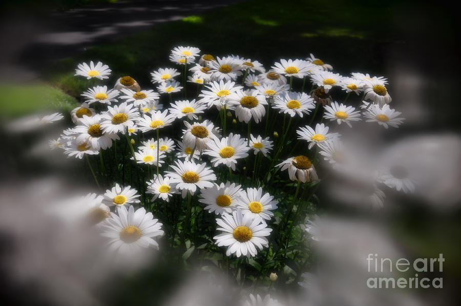Shaded Daisies  Photograph by Reese Lewis