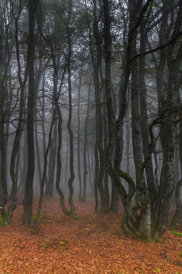 Misty forest - 1 Photograph by Paul MAURICE