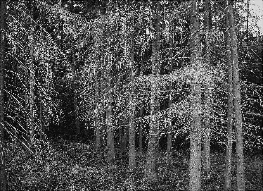 Landscape Photograph -  Misty Forest 2 by Vladimir Kholostykh