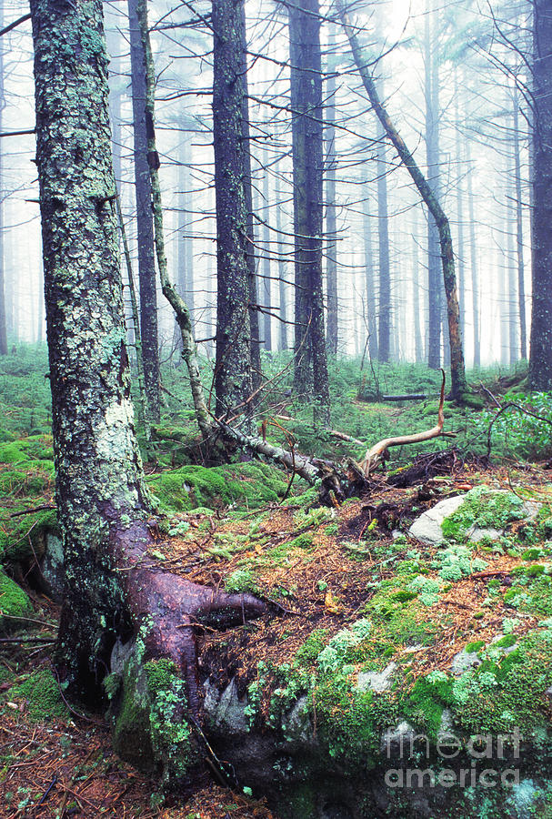 Misty Forest Gaudineer Scenic Area Photograph by Thomas R Fletcher