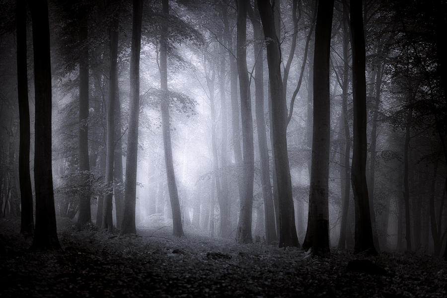 Tree Photograph - Misty Forest by Ian Hufton