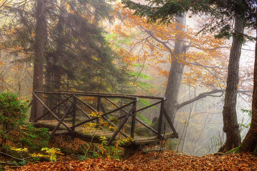 Misty forest Photograph by Ivan Slosar