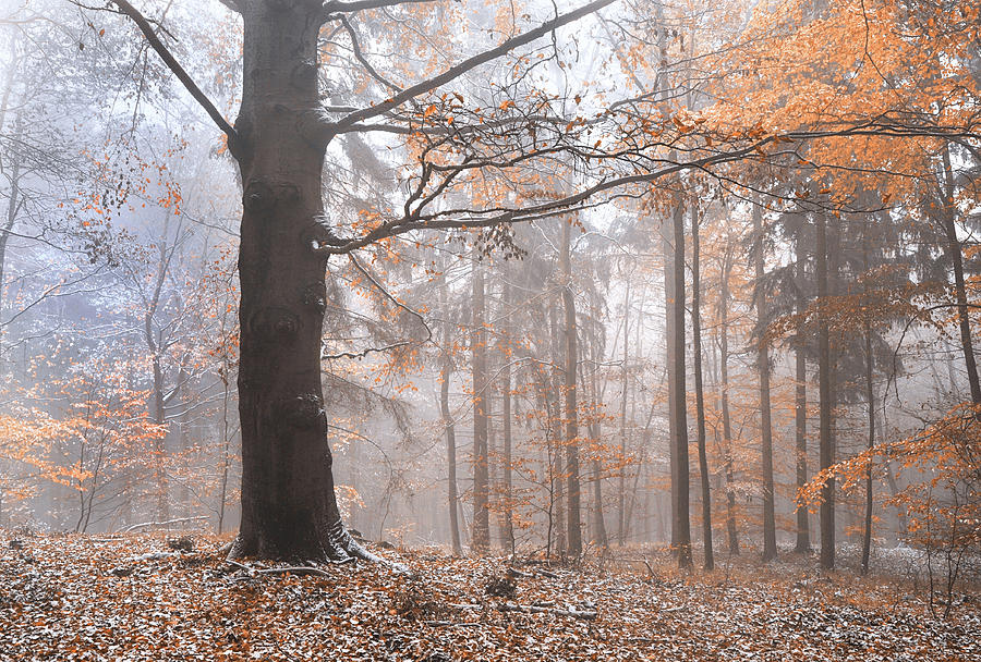 Misty Forest  Photograph by Jenny Rainbow