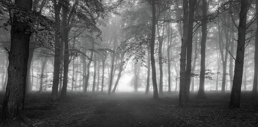 Misty Forest Photograph By Marc Bates