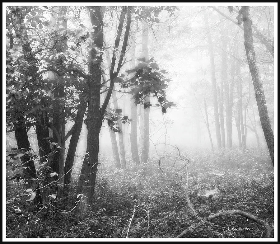 Misty Forest Morning Photograph by A Macarthur Gurmankin