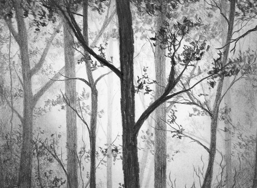 Tree Drawing - Misty Forest by Nolan Clark