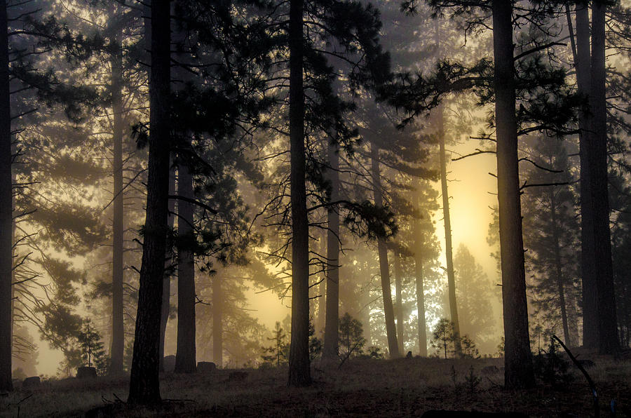 Misty forest sunrise Photograph by Link Jackson