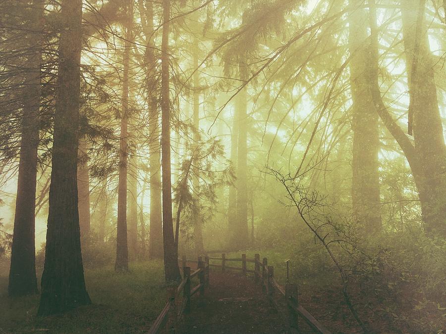 Misty Forest Trail Digital Art by Kevyn Bashore