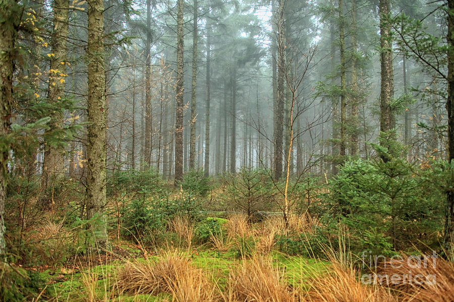 Misty forest with sunshine Photograph by Patricia Hofmeester