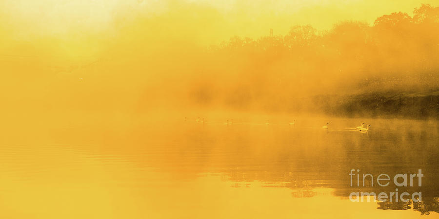 Nature Photograph - Misty Gold by Tatsuya Atarashi