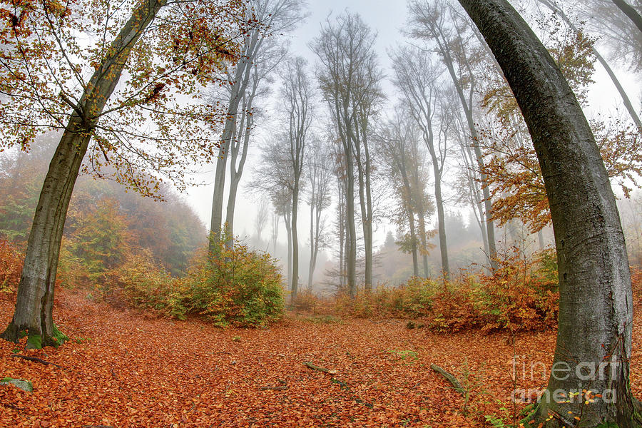 Misty haze in a beech forest in autumn Photograph by Michal Boubin
