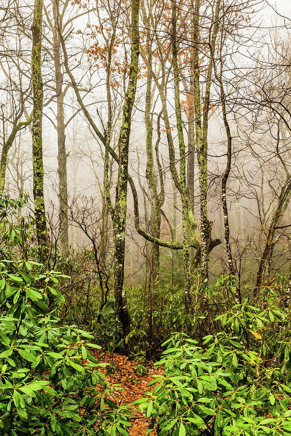 Misty in the Mountains Photograph by Lisa Lemmons-Powers