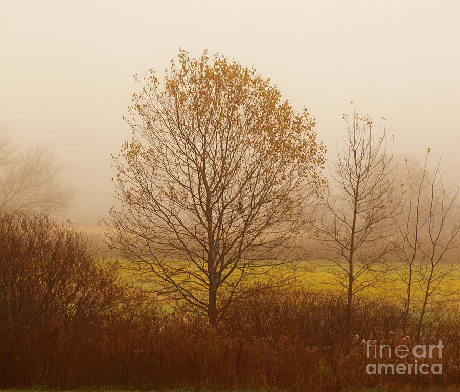 Misty Photograph