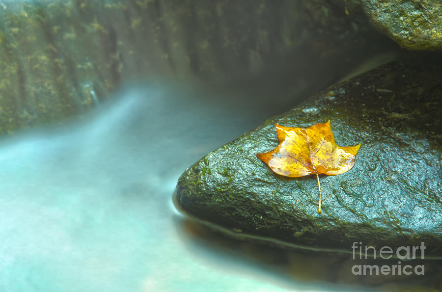 Misty Leaf and Waterfall Nature / Botanical Photograph Photograph by PIPA Fine Art - Simply Solid