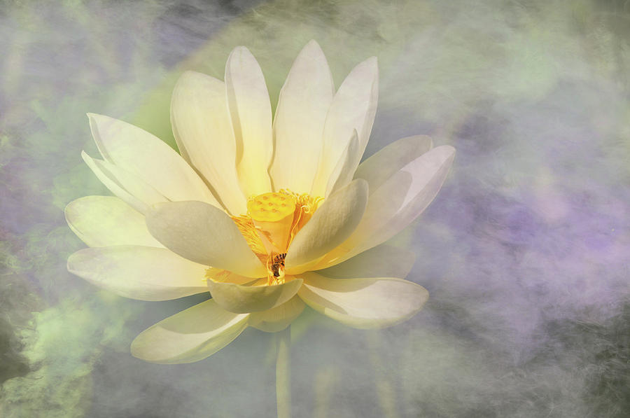 Misty Lotus Photograph by Carolyn DAlessandro