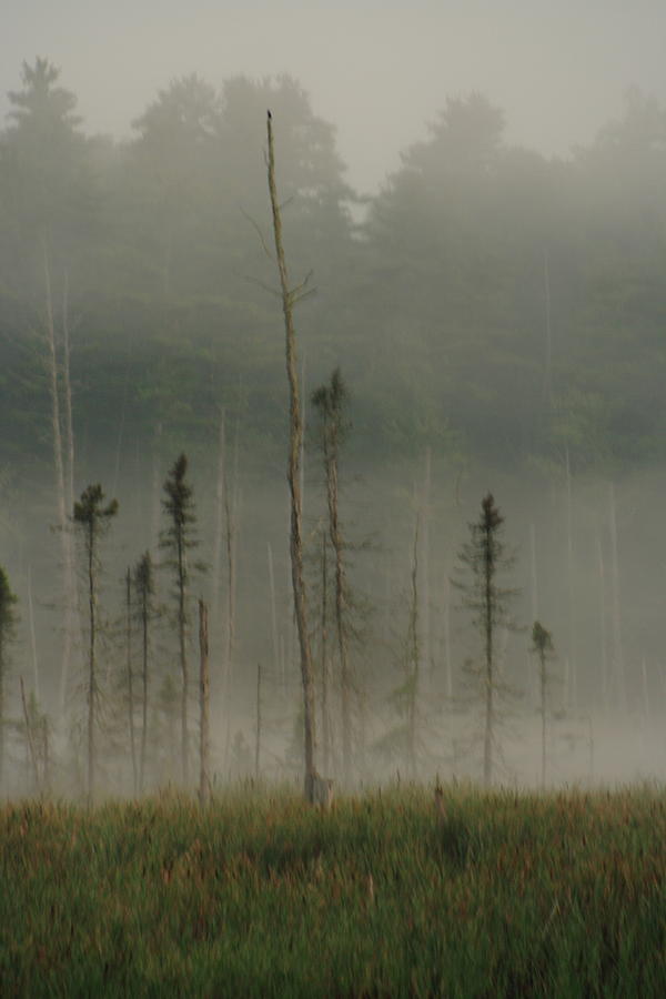 Misty Maine Photograph by Doug Mills