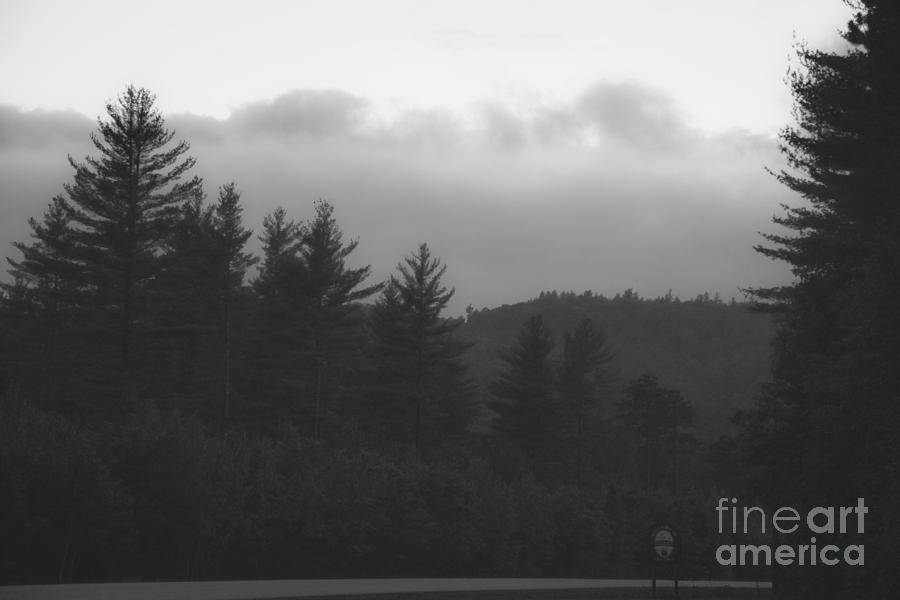 Misty Maine Woods Black and White Photograph by Marina McLain