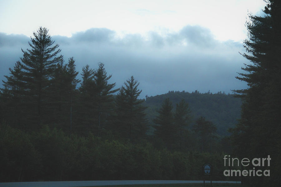 Misty Maine Woods Photograph by Marina McLain