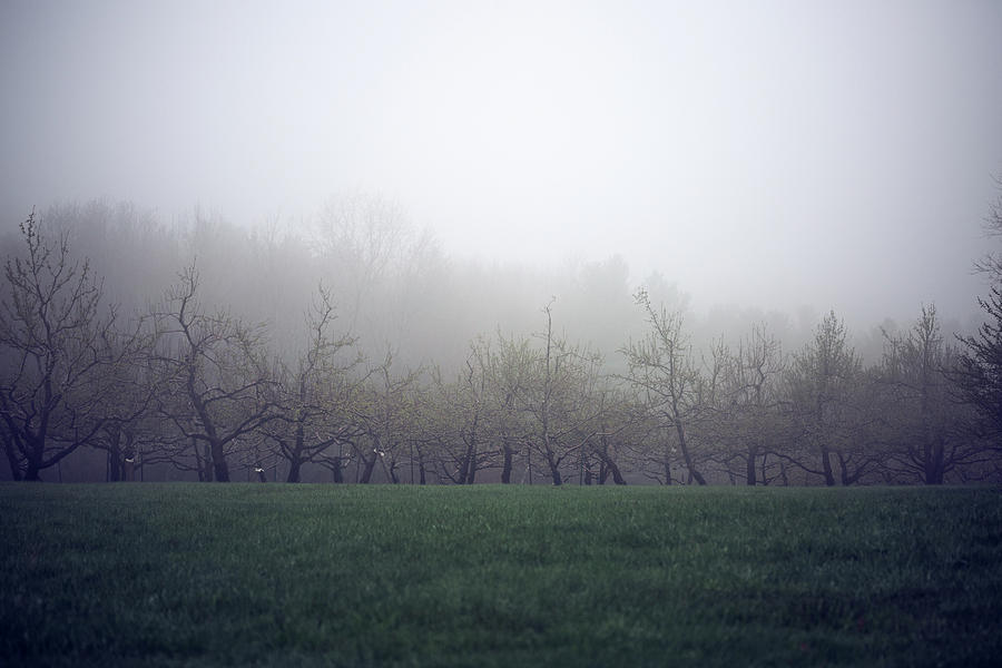 Misty Mood Photograph by Brian Hale