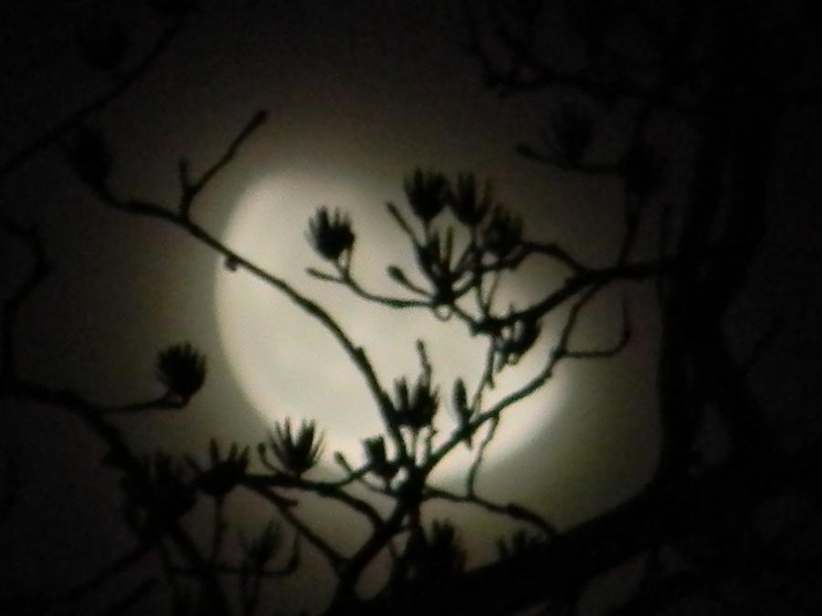 Tree Photograph - Misty Moon by Eric Barich