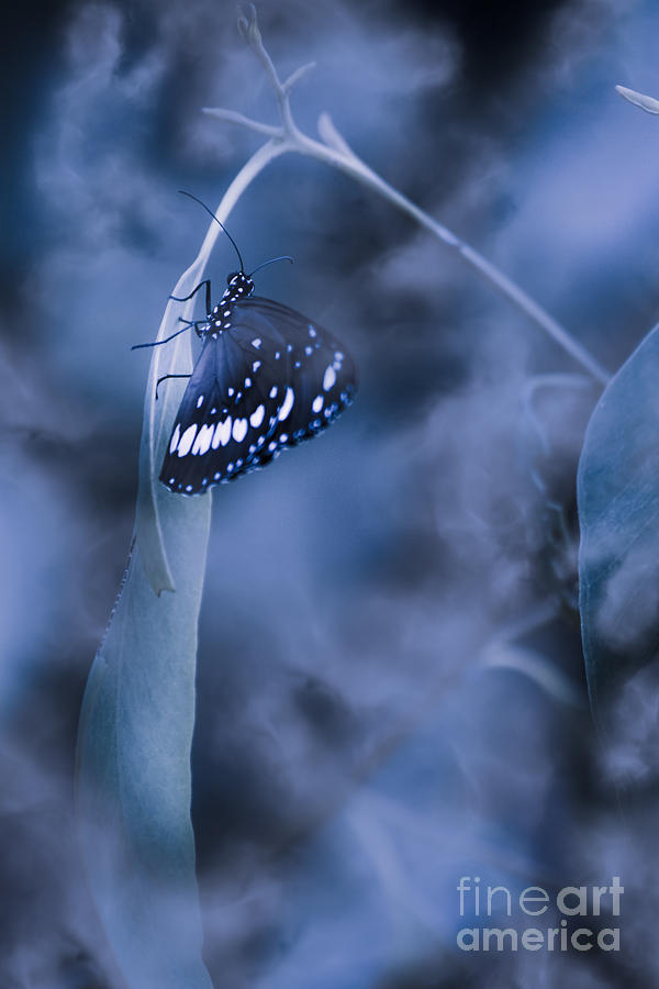 Misty moonlight butterfly in blue twilight forest Photograph by Jorgo Photography