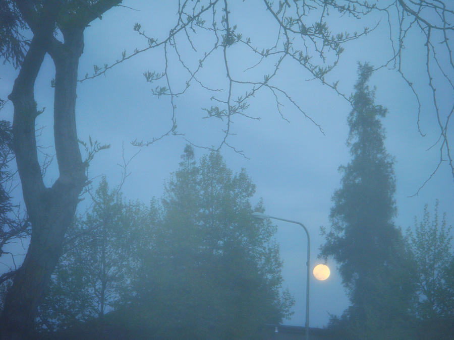 Misty Moonlight Photograph by Donna Blackhall