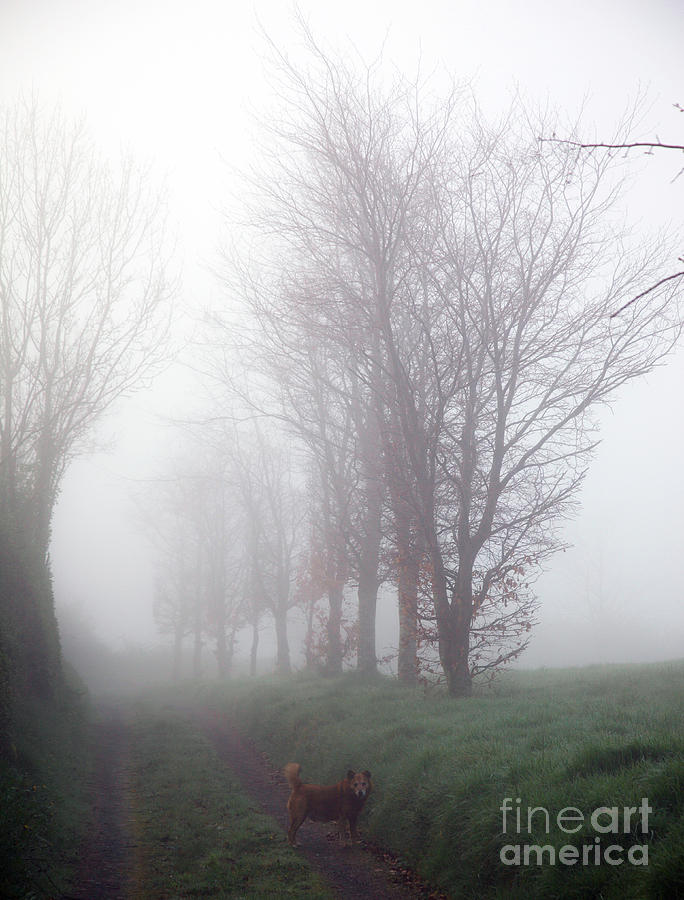 Country Lane Photograph - Misty morn in Monaghan by Ros Drinkwater