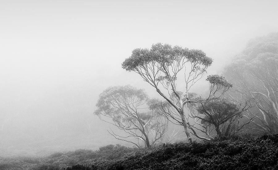 Trees Photograph - Misty morning 2 by Mihai Florea Trees Photograph - Misty morning 2 by Mihai Florea