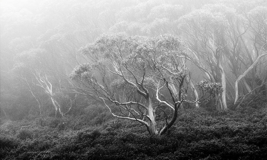 Misty morning 3 by Mihai Florea Misty morning 3 by Mihai Florea