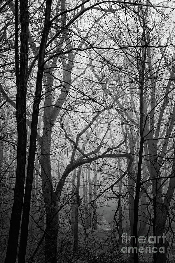 Misty Morning and Wet Rocks Photograph by Karen Adams