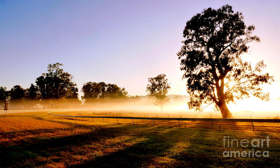 Misty Morning at the Racecourse Photograph by Lexa Harpell