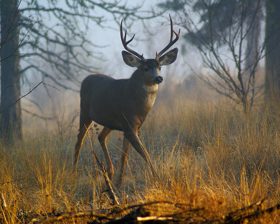 Misty Morning Buck Photograph by Ben Upham III