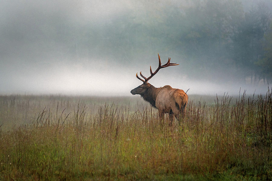 Misty Morning Bull Photograph by Eric Albright