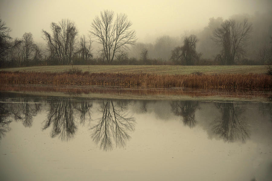 Tree Photograph - Misty Morning by Deborah Bifulco