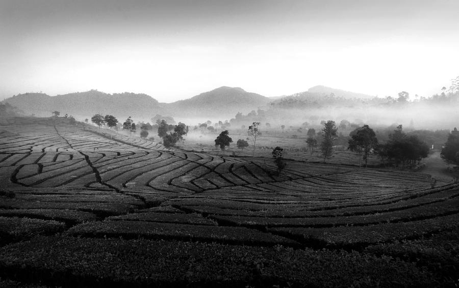 Tree Photograph - Misty Morning by Girdan Nasution