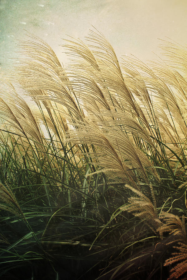 Misty Morning Grass Photograph by Shawna Rowe