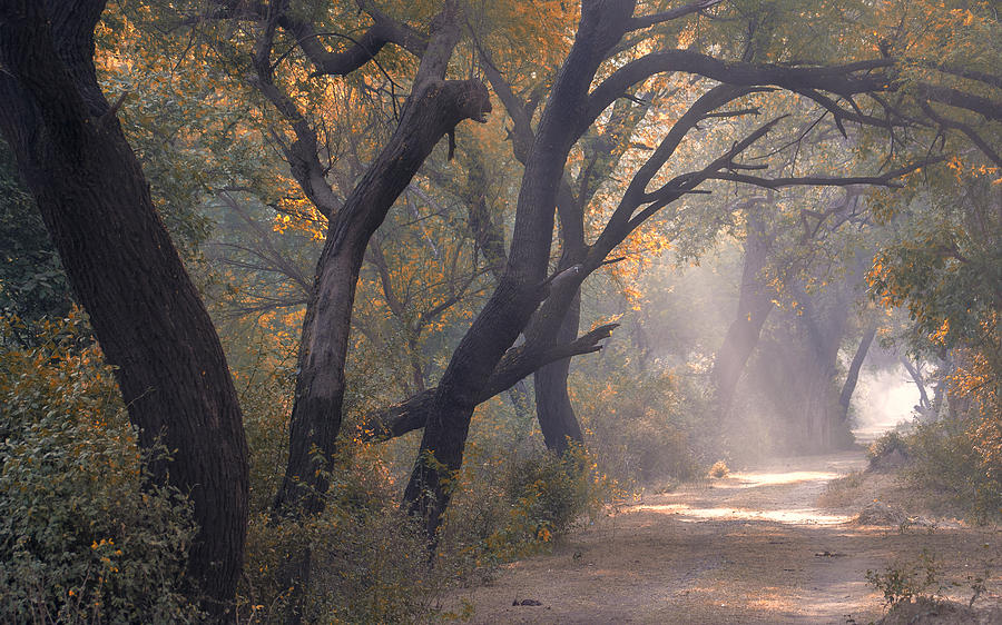 Misty morning, Bharatpur, 2005 Photograph by Hitendra SINKAR