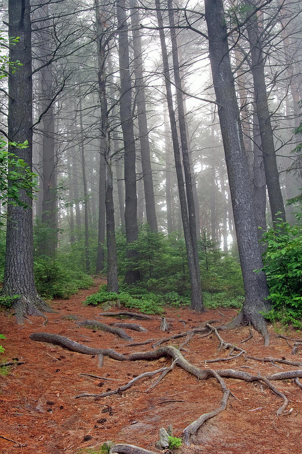 Misty morning in an Algonquin forest by Peter Pauer Misty morning in an Algonquin forest by Peter Pauer