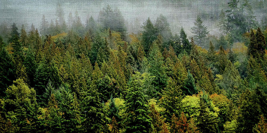Misty Morning In The Tree Tops Photograph by Leslie Montgomery