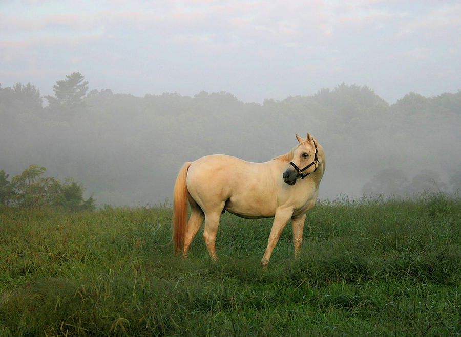 Misty Morning Photograph by Kristin Elmquist