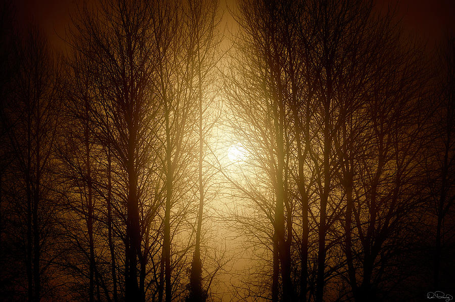 Misty Morning Light  Photograph by Dee Browning