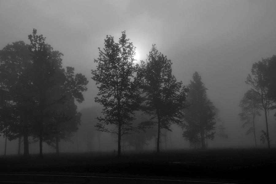Tree Photograph - Misty Morning by Lisha Donald