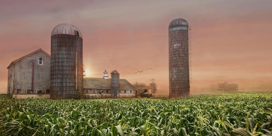 Misty Morning Maize Photograph by Robin-Lee Vieira