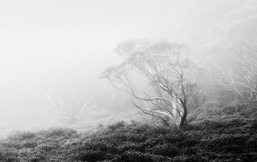 Trees Photograph - Misty morning by Mihai Florea Trees Photograph - Misty morning by Mihai Florea