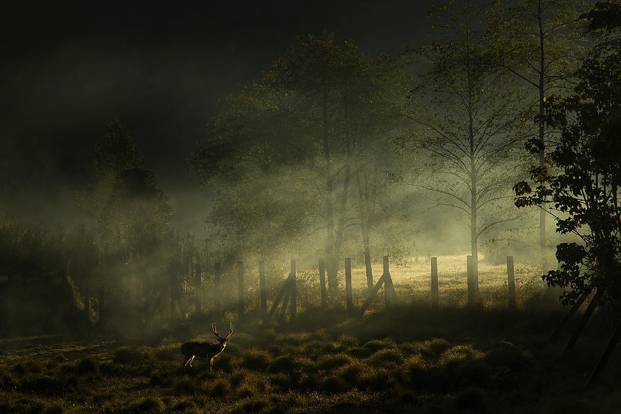 Nature Photograph - Misty Morning by Nunu Rizani