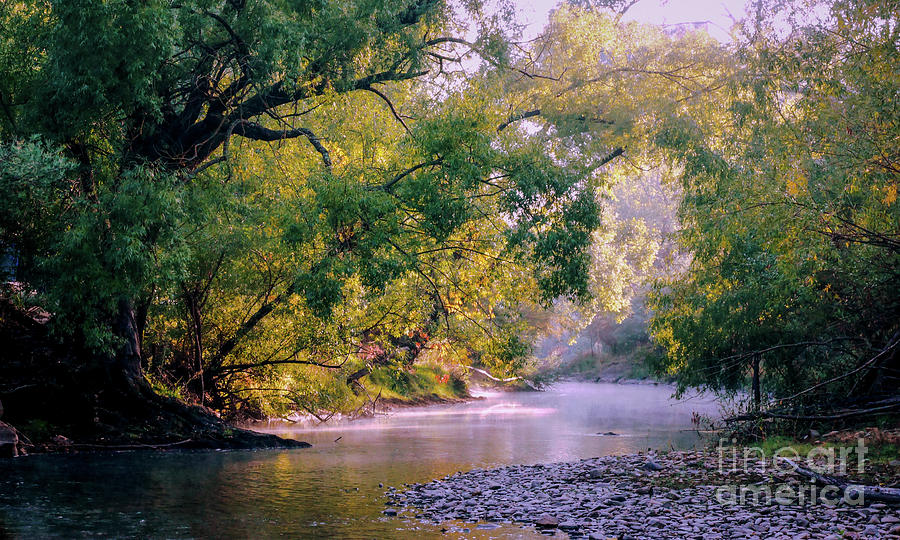 Misty Morning on Nariel Creek Photograph by Lexa Harpell