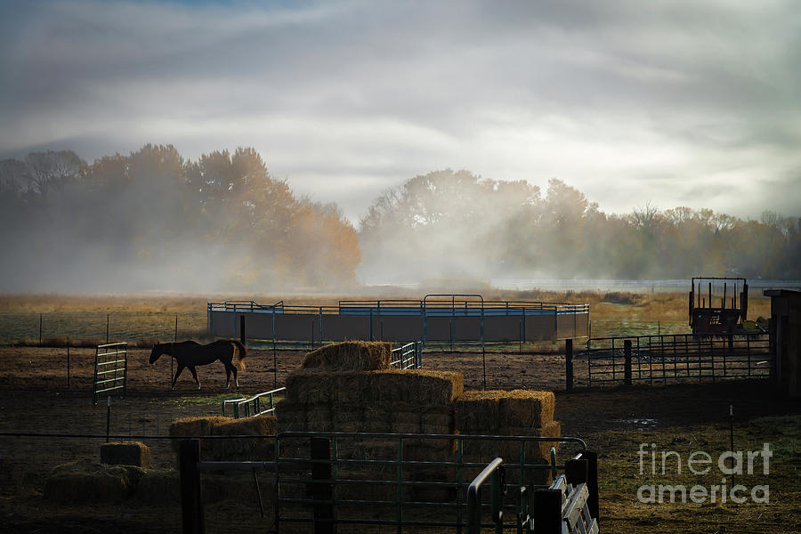 Tree Photograph - Misty Morning on the Ranch by Dianne Phelps