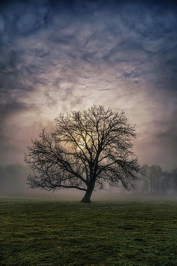 Misty morning Photograph by Plamen Petkov