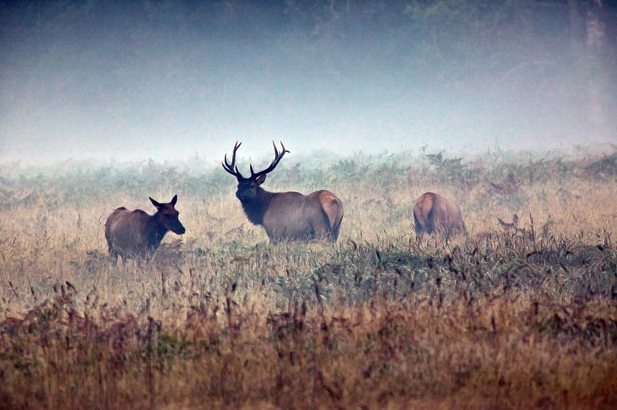 Wildlife Photograph - Misty Morning by Randall Ingalls